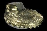Pyritized (Pleuroceras) Ammonite Fossil - Germany #131104-1